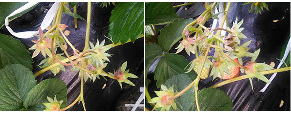 1513326623266257Ptyk.jpg 未標(biāo)題-2=3.jpg