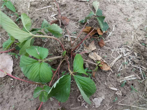 15300847621401501DKi.png 圖片3.png