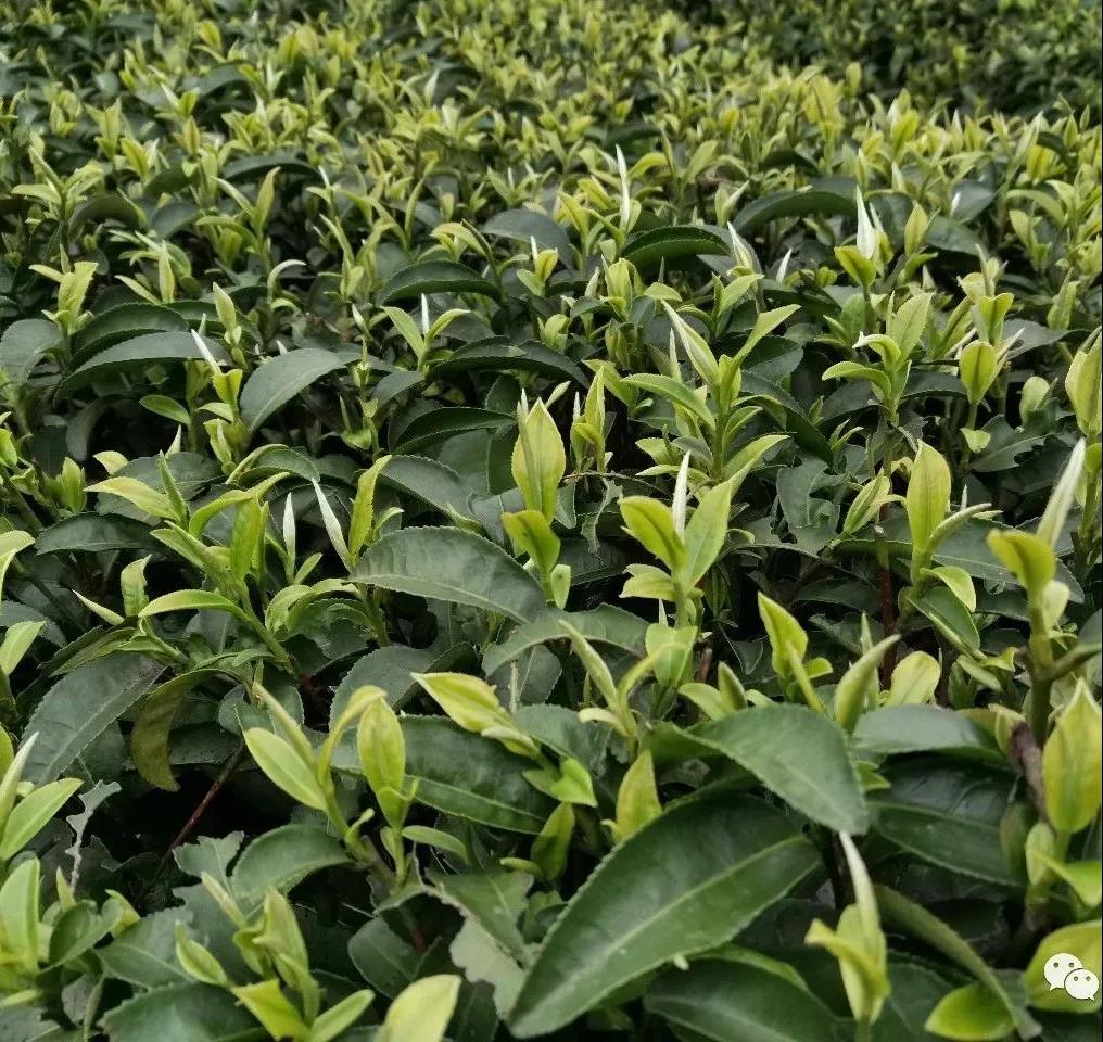 16343983021525479Xfw.jpg 微信圖片_20211016230511.jpg